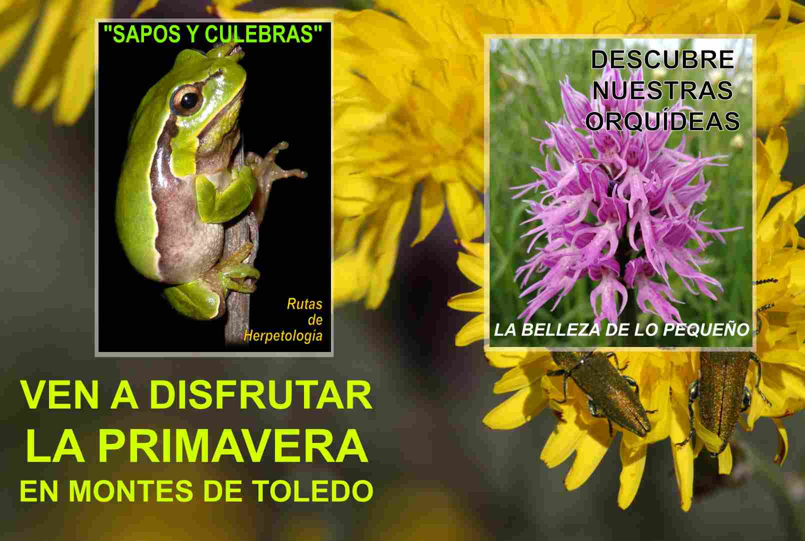 Primavera en Toledo: entre orquídeas, sapos y culebras