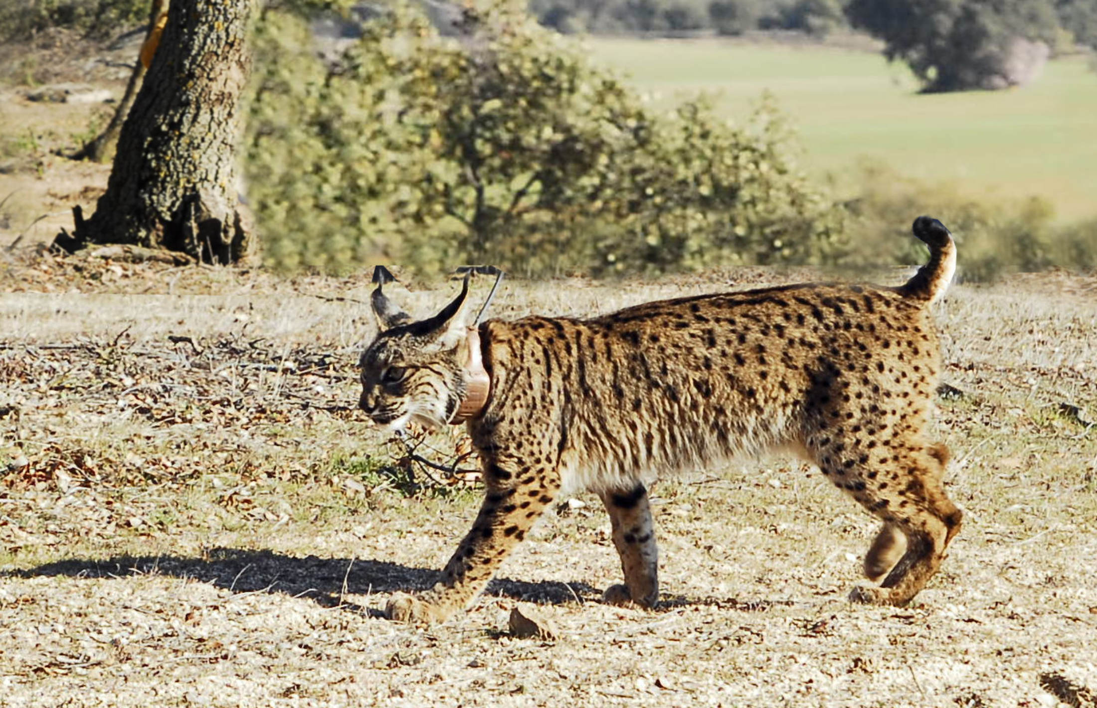 Boletín Reserva de la Biosfera Omaña y Luna