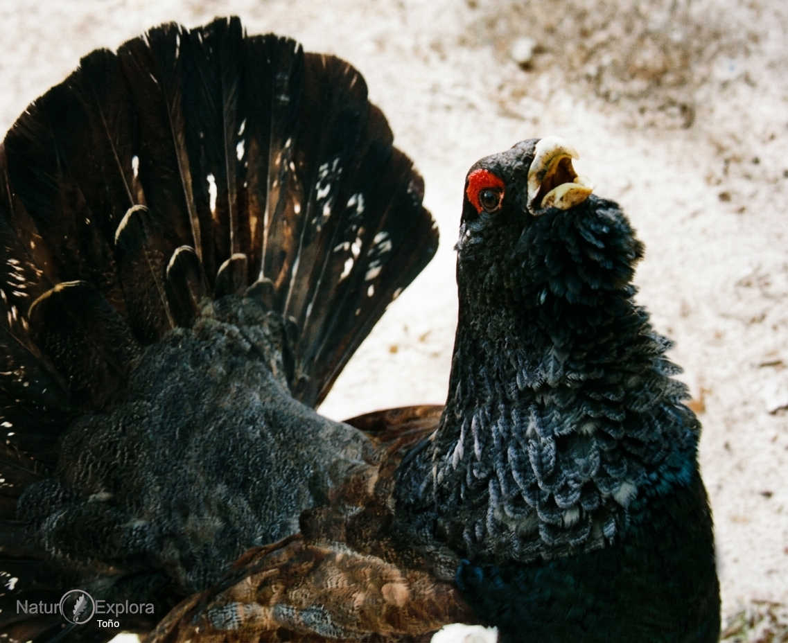 Urogallo macho cantábrico, especie en peligro de extinción en la Cordillera Cantábrica
