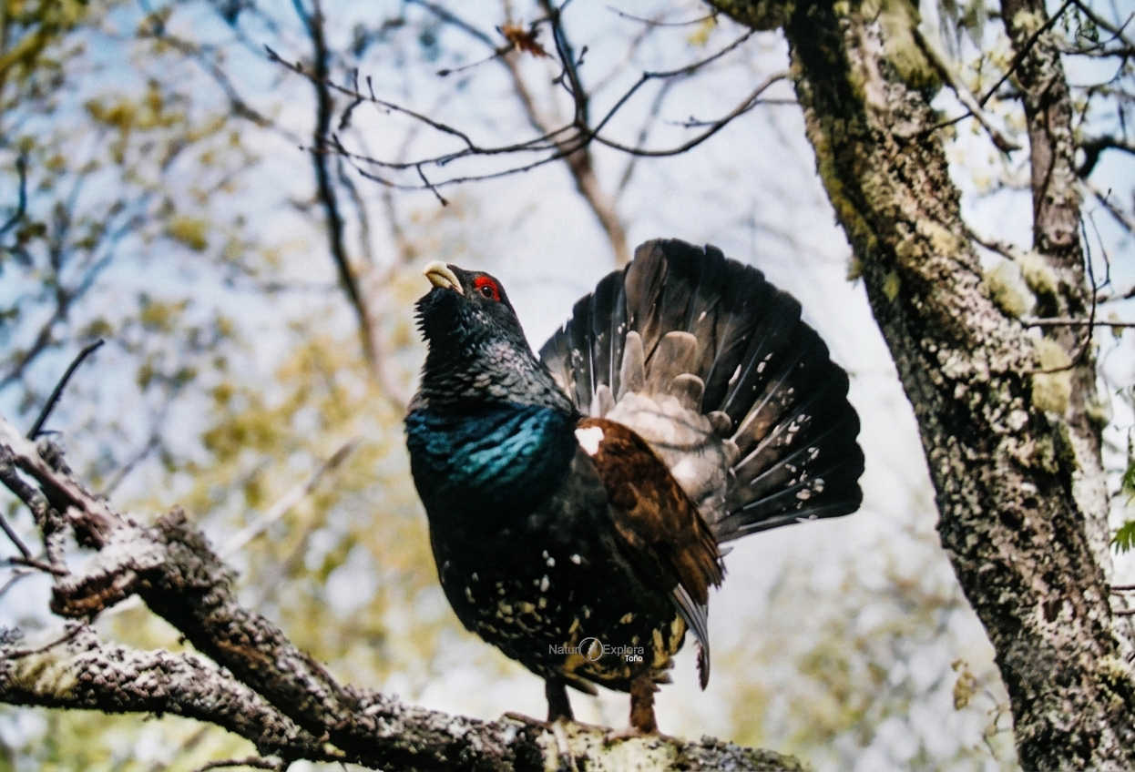 Urogallo cantábrico en el abedular de Fasgar, Omaña, León
