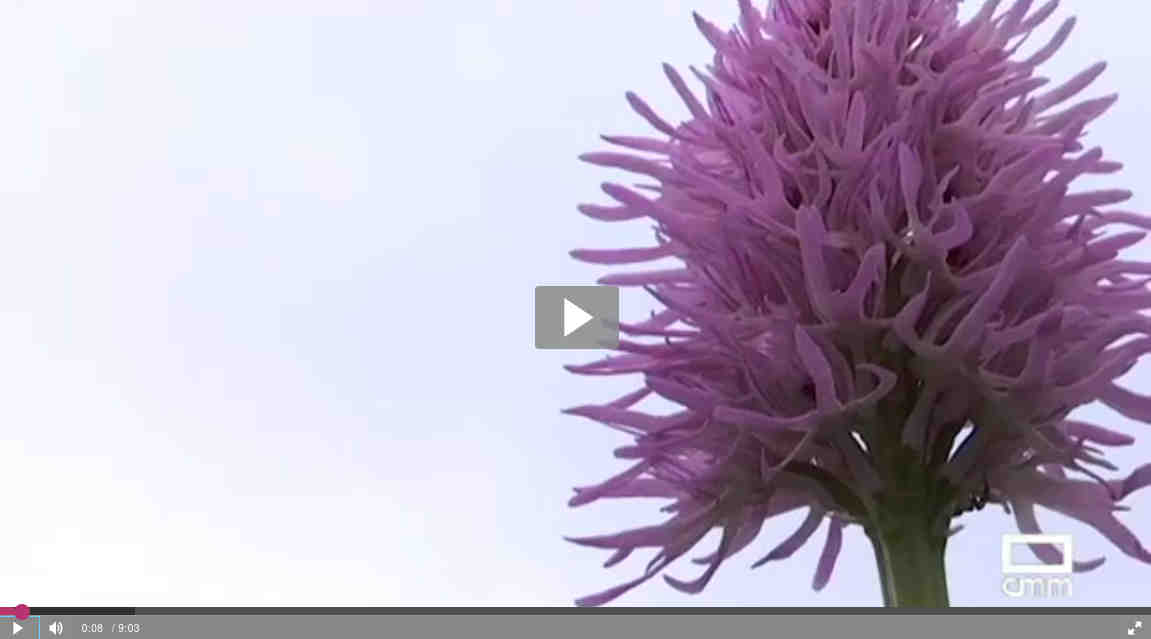 Video: Orquídeas en Montes de Toledo