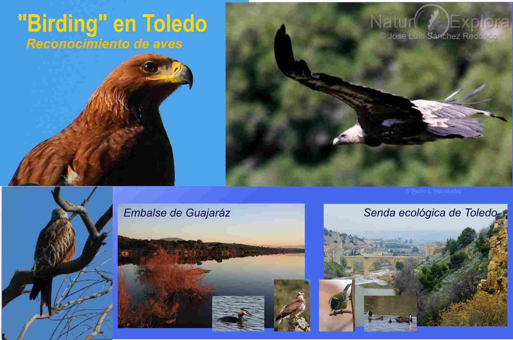 Avistamiento de aves en Toledo