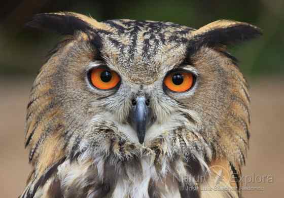 Buho, rey de la noche