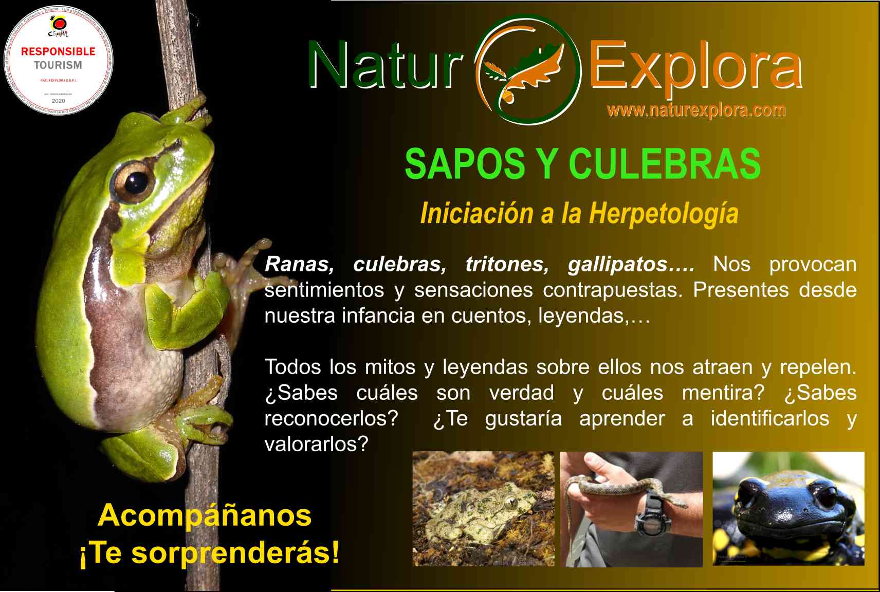 Anfibios y reptiles de Montes de Toledo