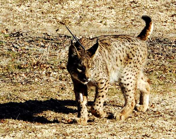 Lince ibérico