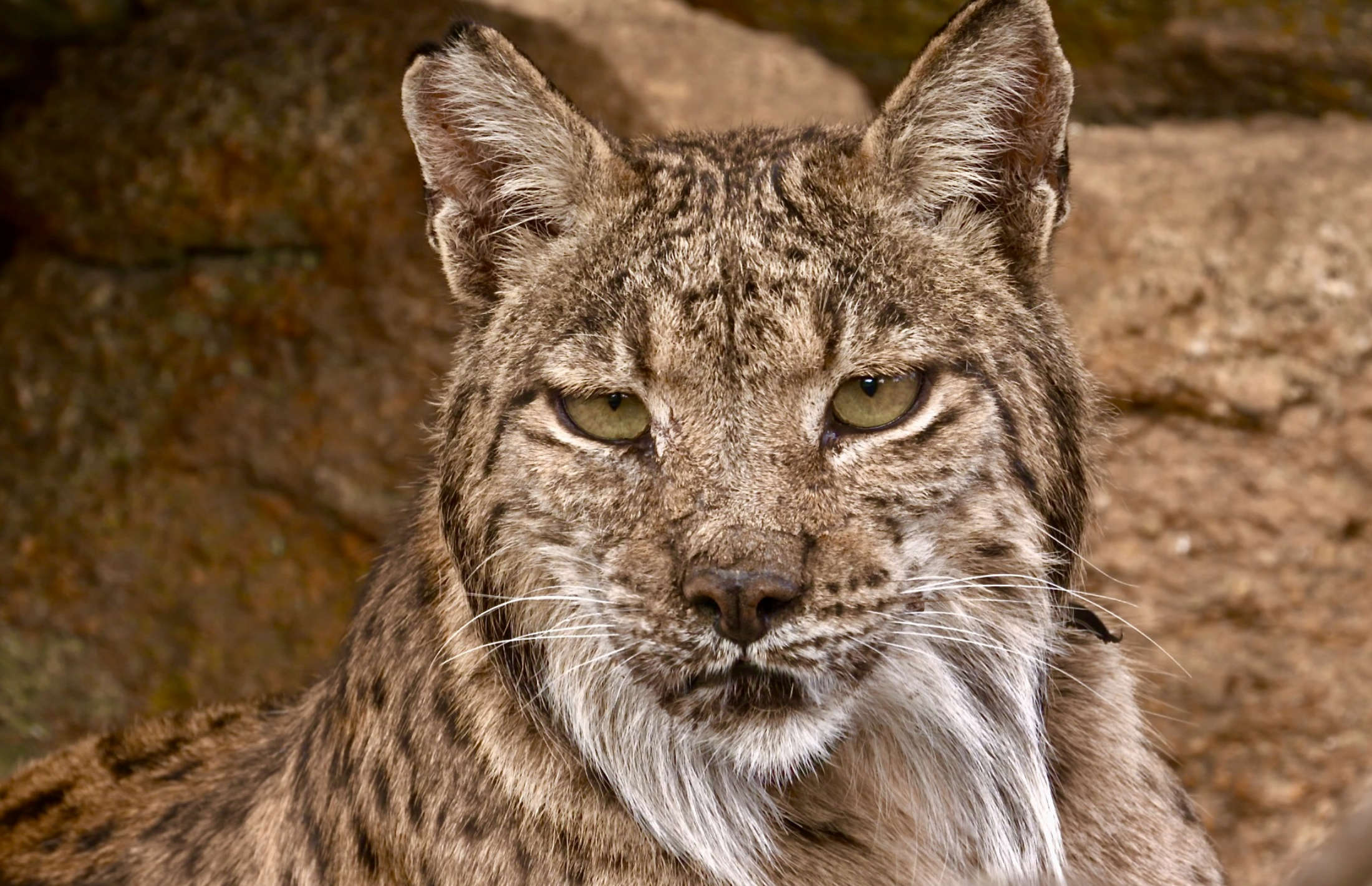 Lince ibérico. Foto cedida por Fabio Picarelli