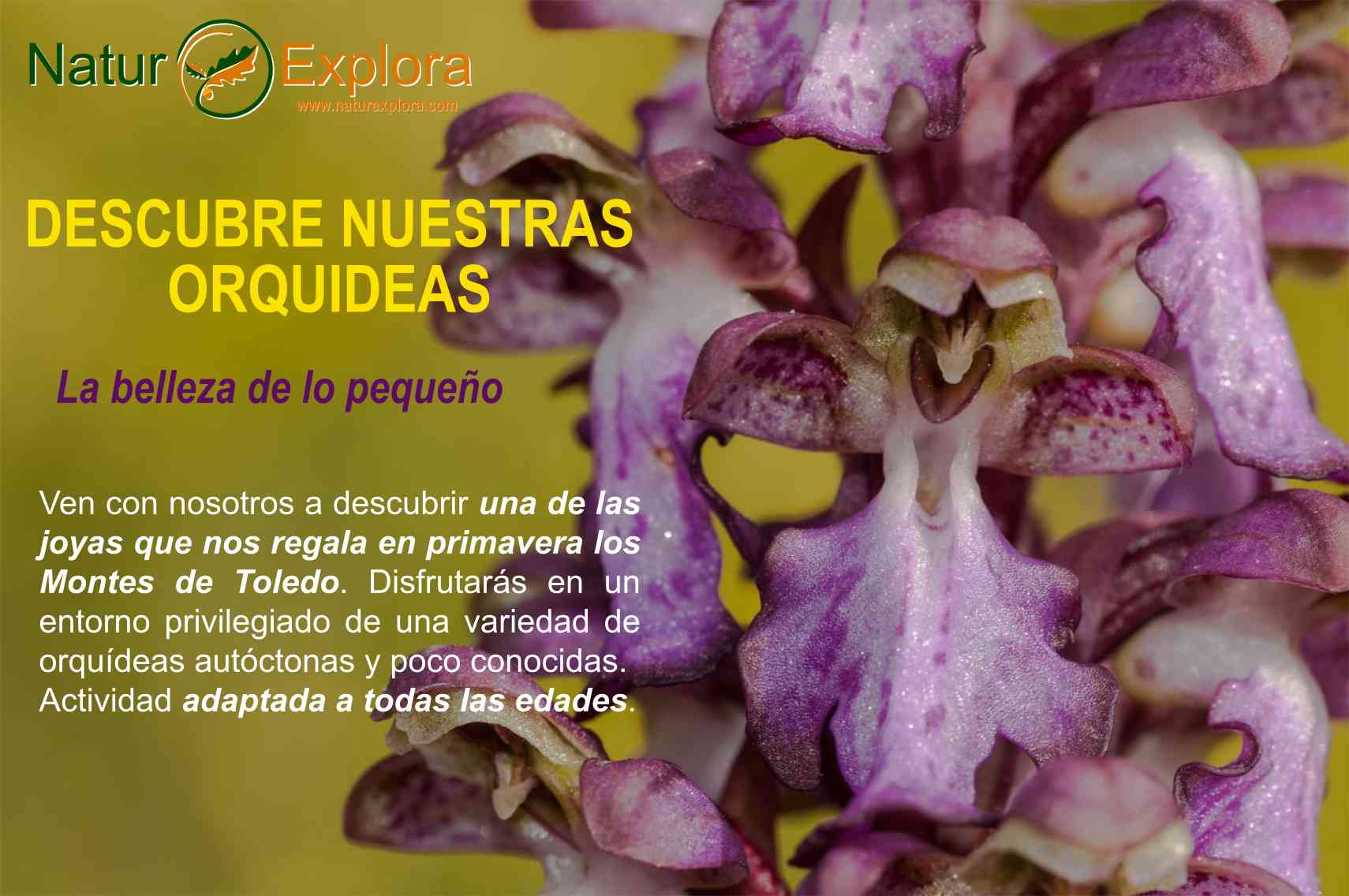 Descubre las orquideas de Toledo
