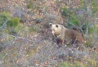 Oso pardo en Fasgar, Omaña