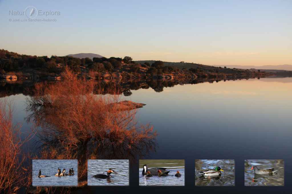 Embalse de Guajaraz - Birding