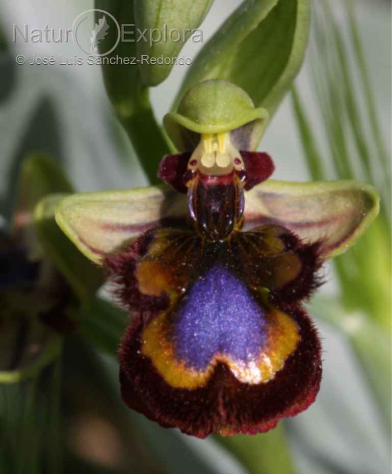 POR LA SENDA DE LAS ORQUÍDEAS